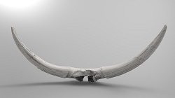 Bison latifrons skull (back)